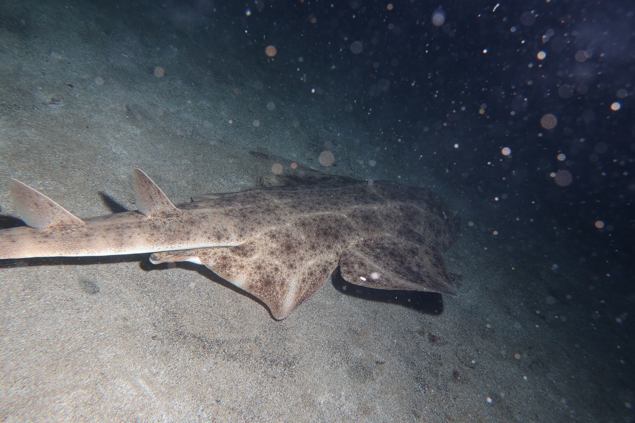A flat angelshark resting on sand underwater, with broad fins and a mottled back.