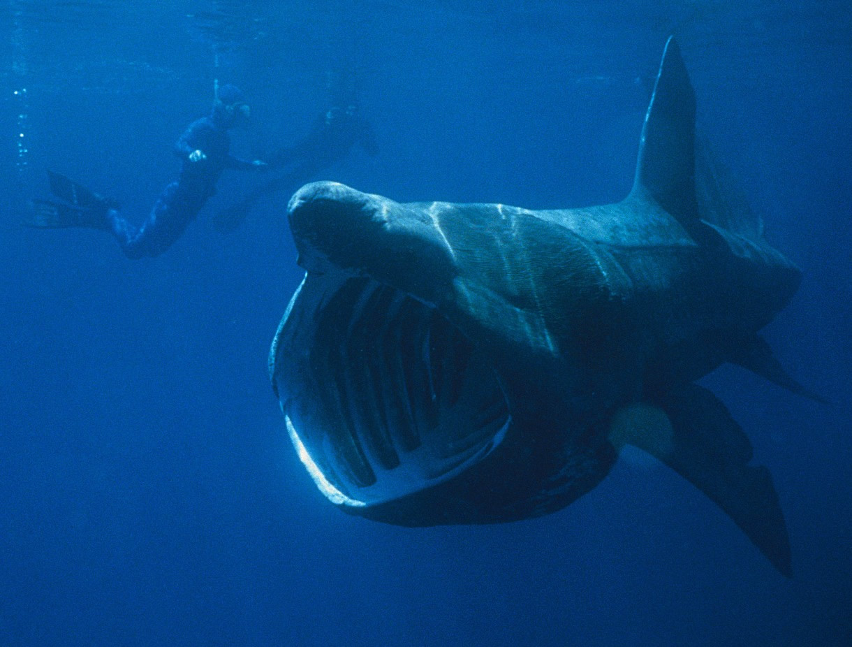 A basking shark swimming underwater with its huge mouth open and two swimmers behind it.