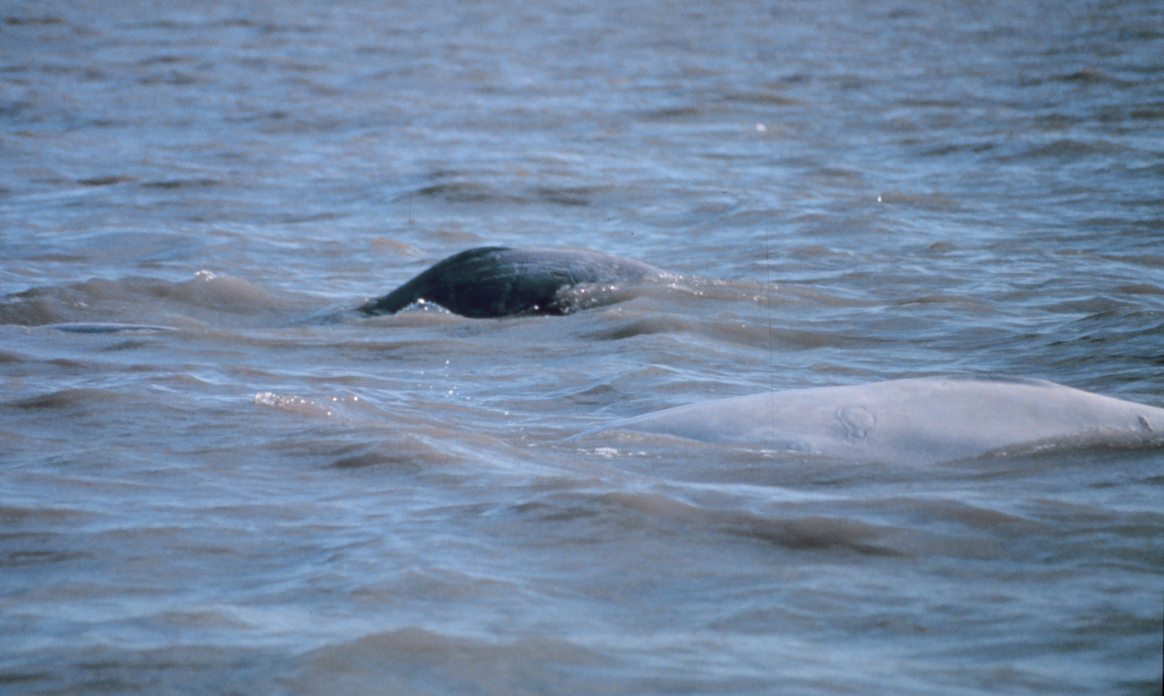 A white adult beluga and its darker calf swimming at the surface in Cook Inlet, Alaska.