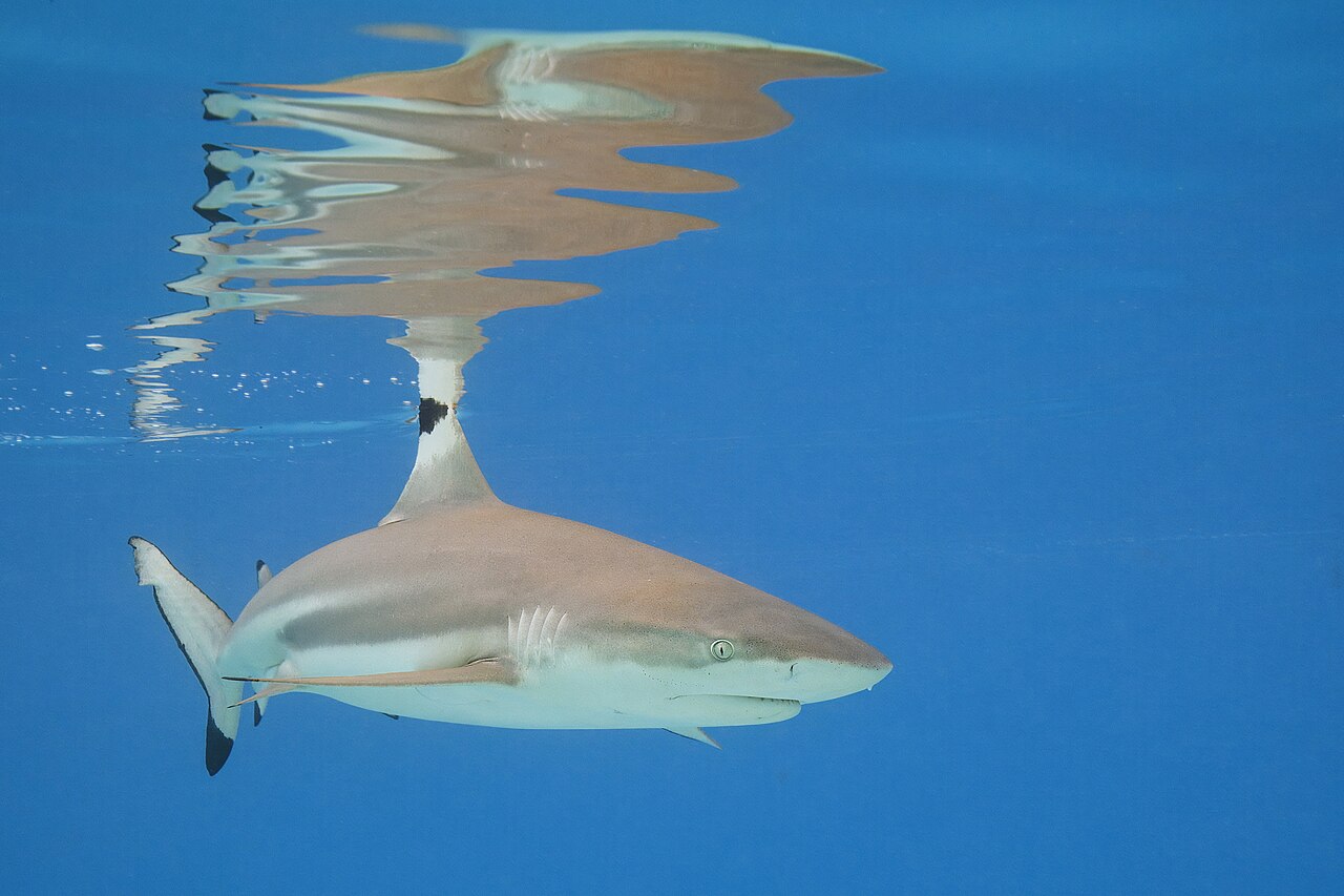 A blacktip reef shark swimming just below the surface, with its reflection above it and black tips on its fins.