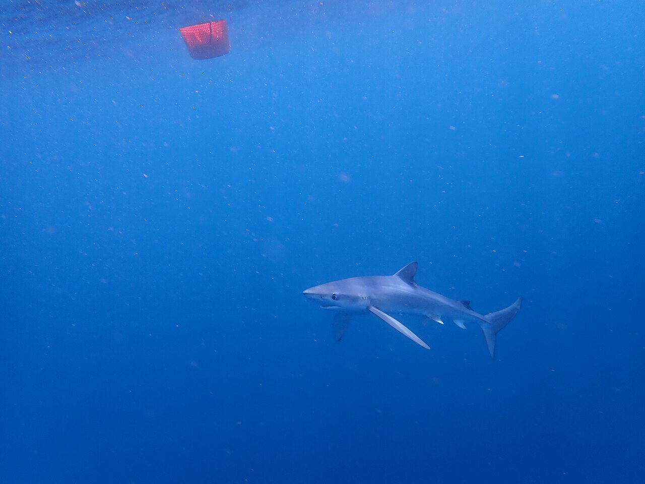 A blue shark swimming toward the right through open water with its long pectoral fins spread out.