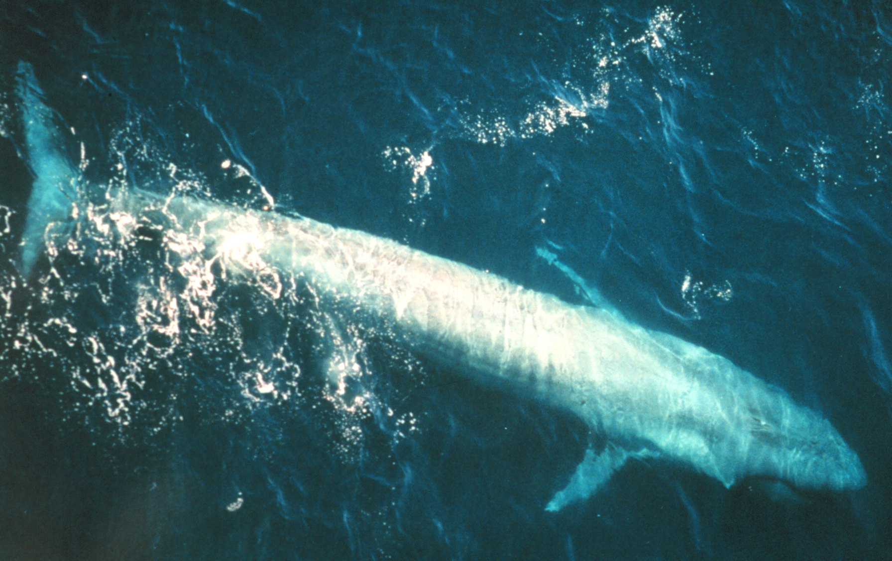A blue whale seen from above, with its long pale body visible just below the ocean surface.
