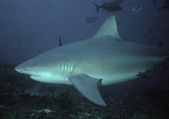 A bull shark swimming above a reef in Fiji, with small fish beneath it.