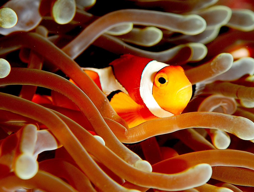An orange clownfish with white bands peeking out among tan sea anemone tentacles.