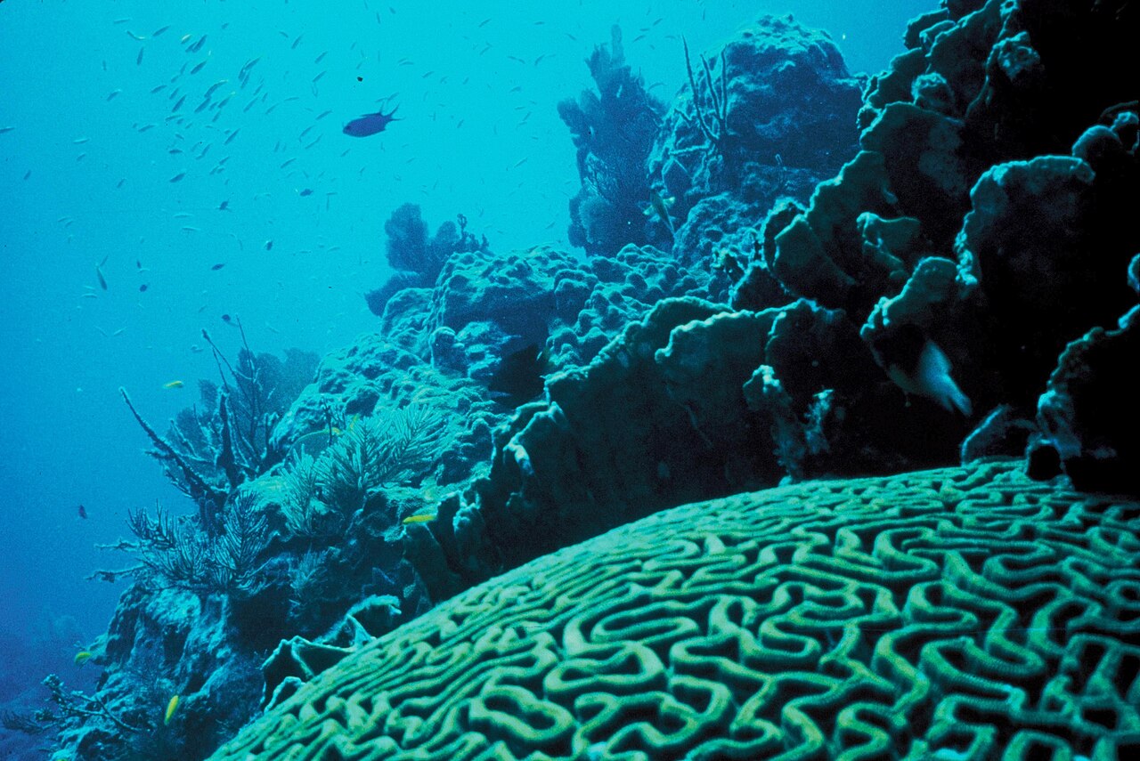 An underwater coral reef with small fish swimming above it.