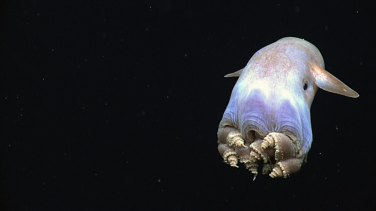 A pale dumbo octopus swimming in dark water with its ear-like fins spread out and arms curled beneath it.