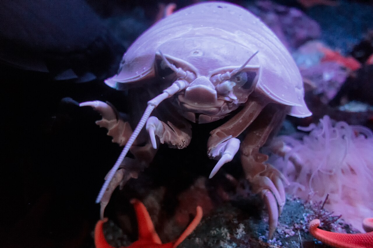 A giant isopod in an aquarium facing the camera, showing its curved shell, antennae, and many legs.