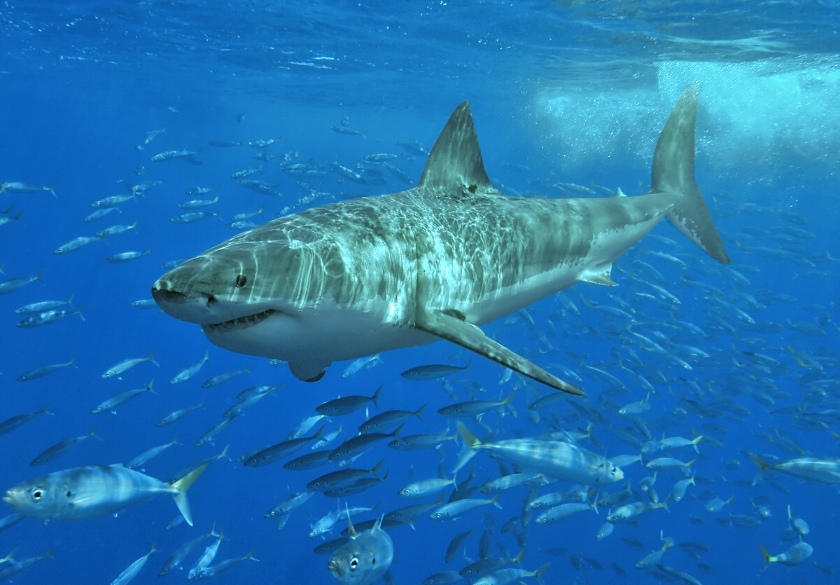 A great white shark swimming through blue water, showing its gray back and white underside.