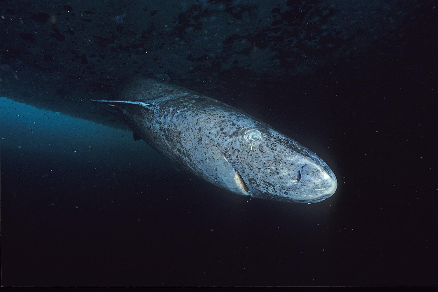 A Greenland shark seen from the side beneath Arctic sea ice, with a gray speckled head.