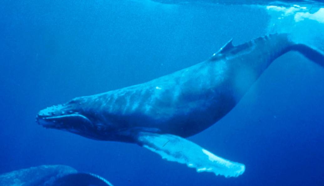 A humpback whale swimming underwater, with part of another whale visible below.