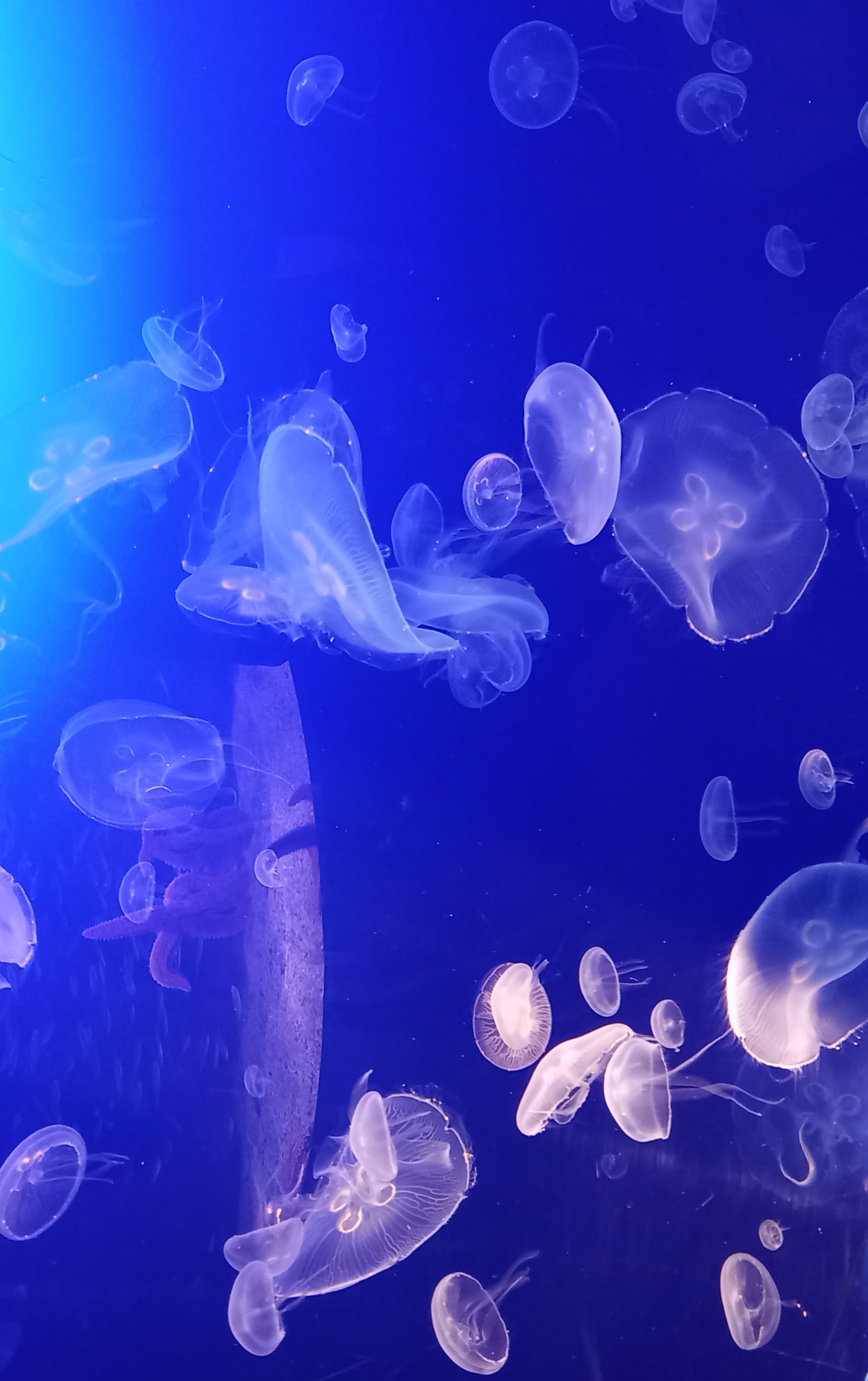 Several translucent moon jellies floating in blue aquarium water.