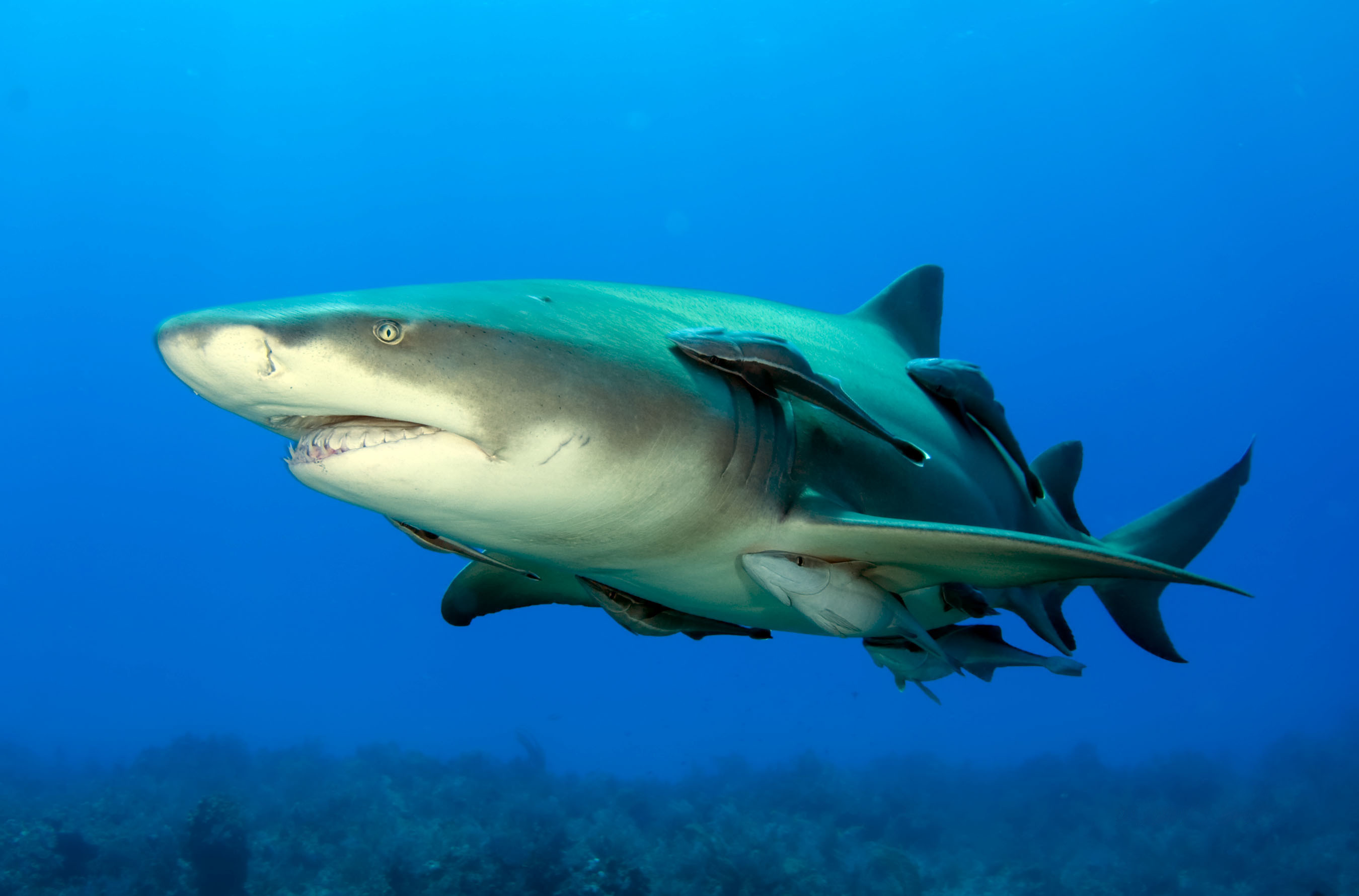 A lemon shark swimming through blue water with several remora fish alongside it.