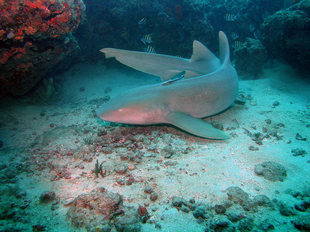 A nurse shark resting on a sandy seabed beside a rocky reef.
