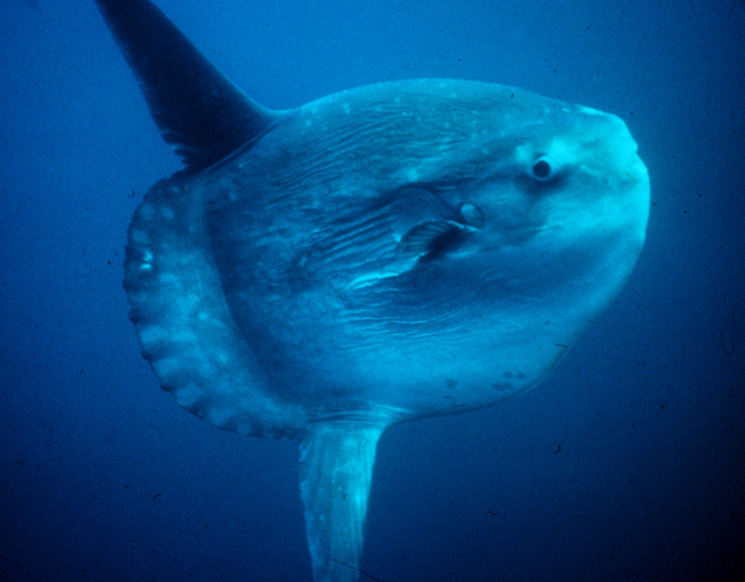 A large blue-gray ocean sunfish seen from the side underwater, with tall fins above and below its body.