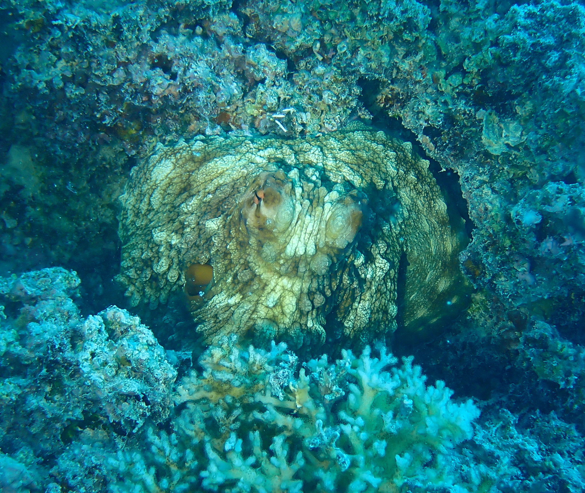 A day octopus with bumpy brown skin blending into a blue-green coral reef in Fiji.