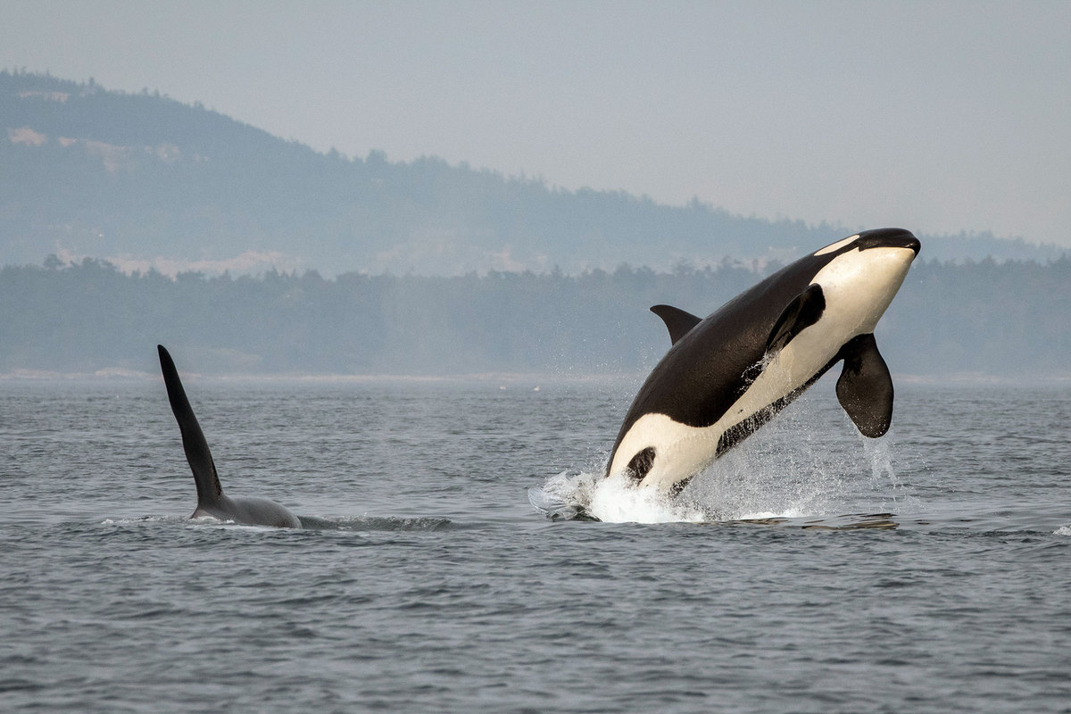 A black-and-white orca leaping out of the sea while another orca swims nearby.