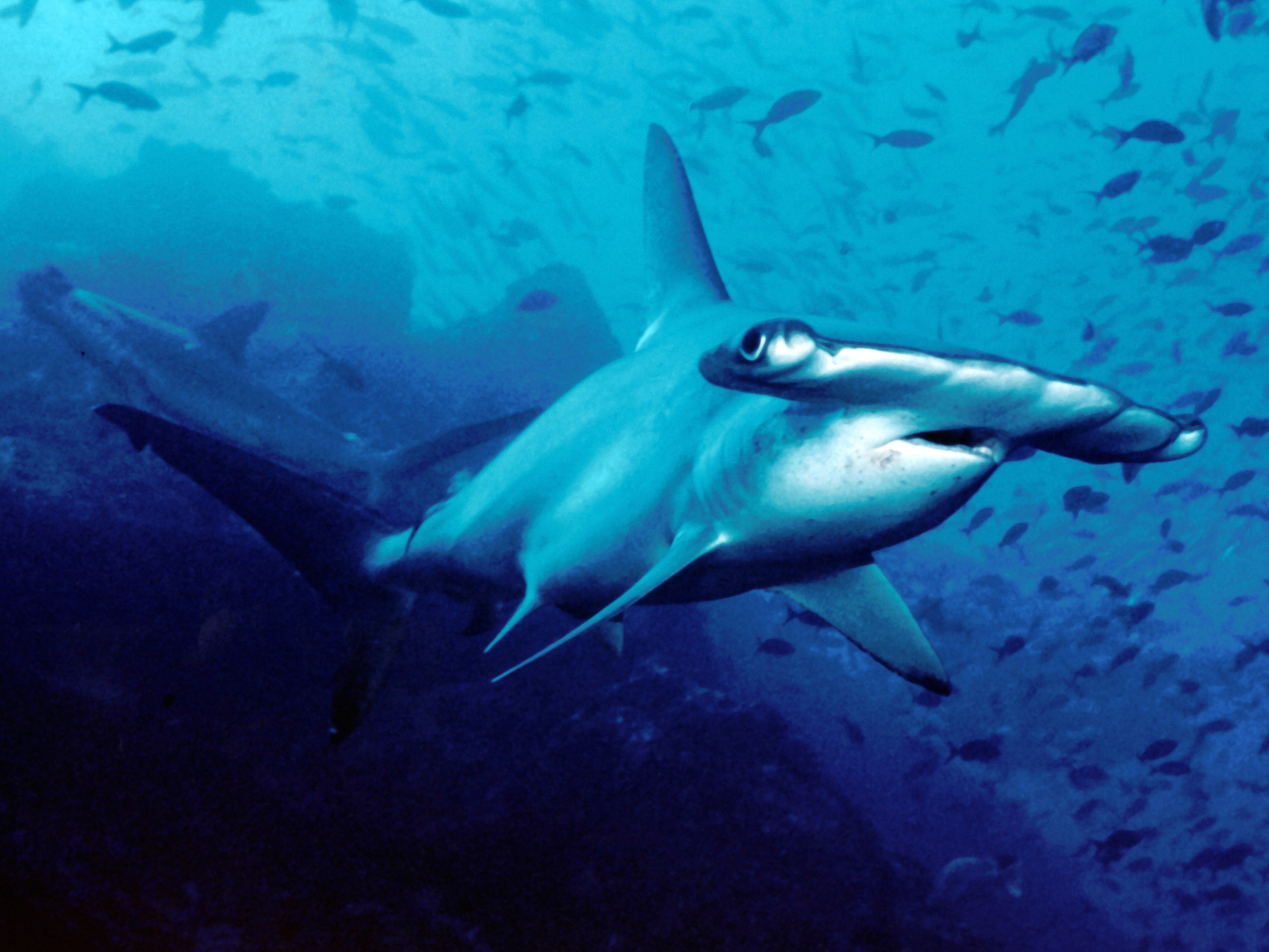 A scalloped hammerhead shark swimming in blue water above a rocky seabed.