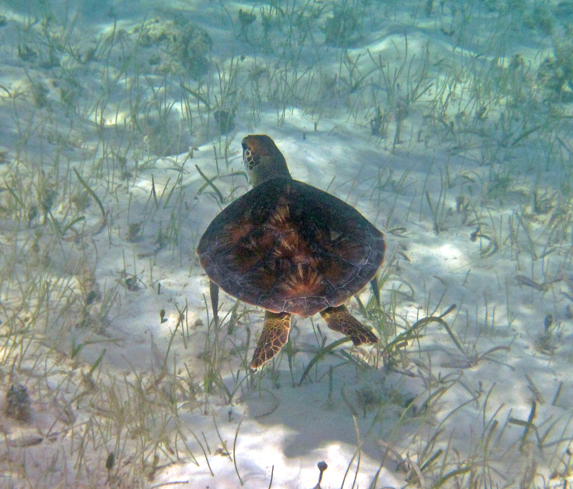 A green sea turtle swimming away over a sandy seagrass bed in the Bahamas.