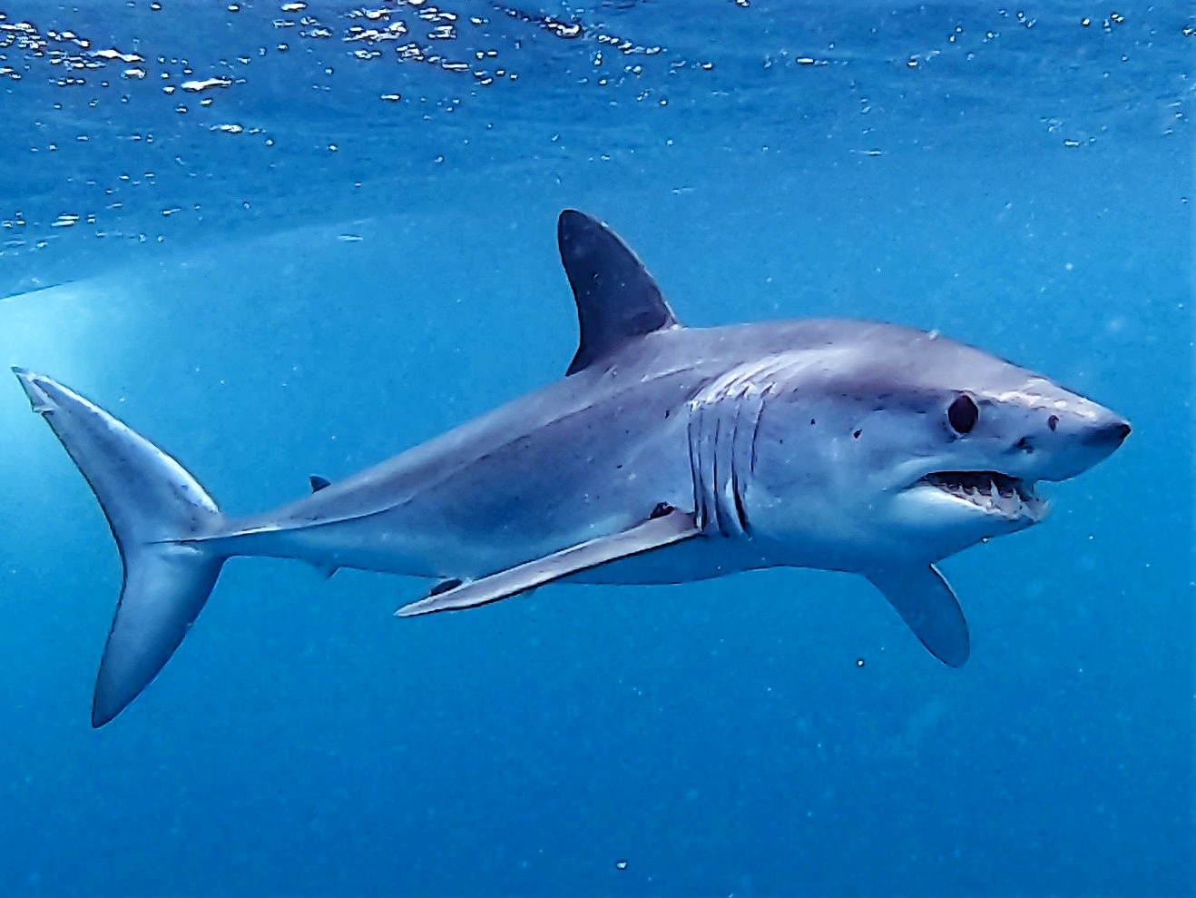 A shortfin mako shark swimming toward the right in blue open water.