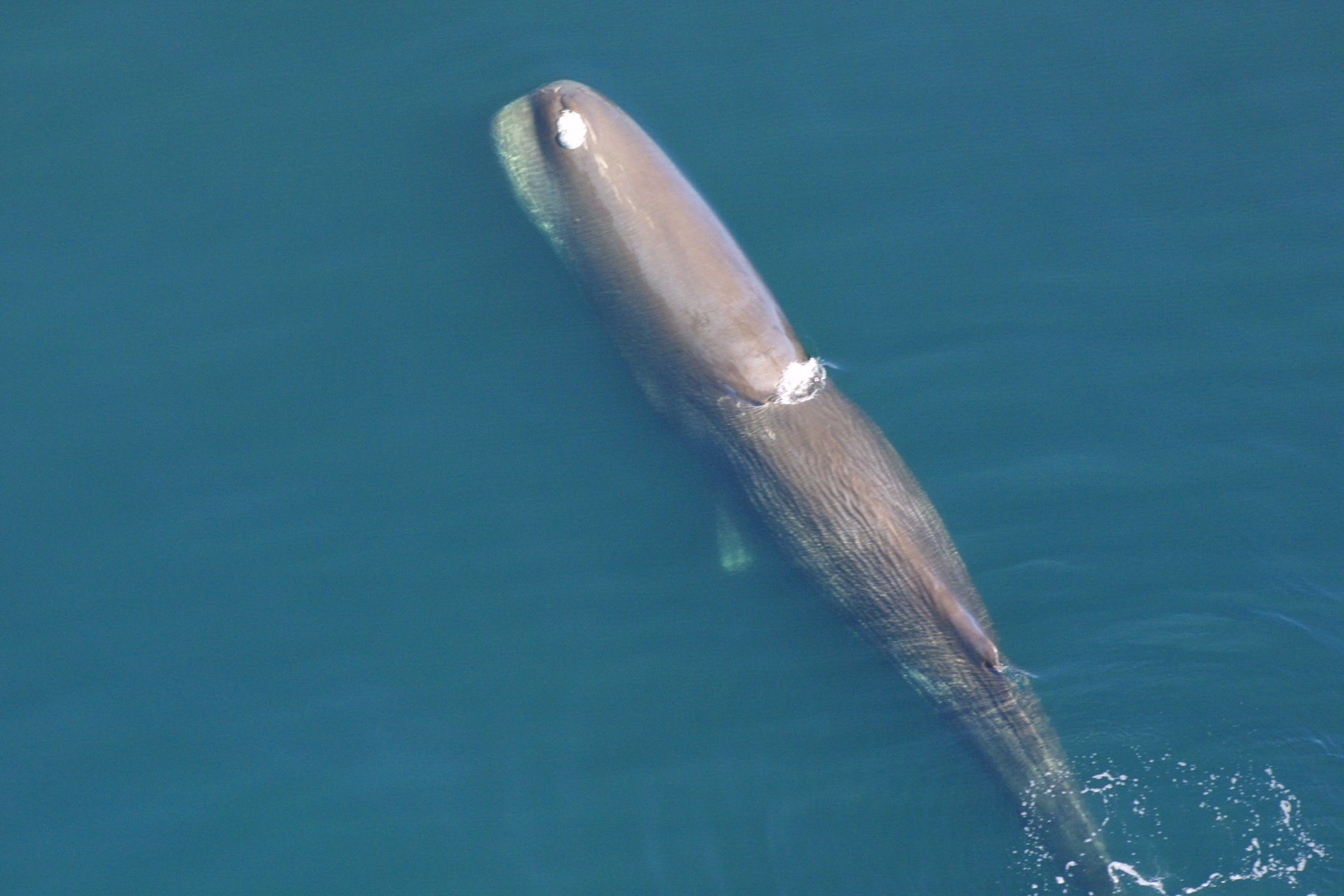 A sperm whale viewed from above, showing its large head and wrinkled back at the water's surface.