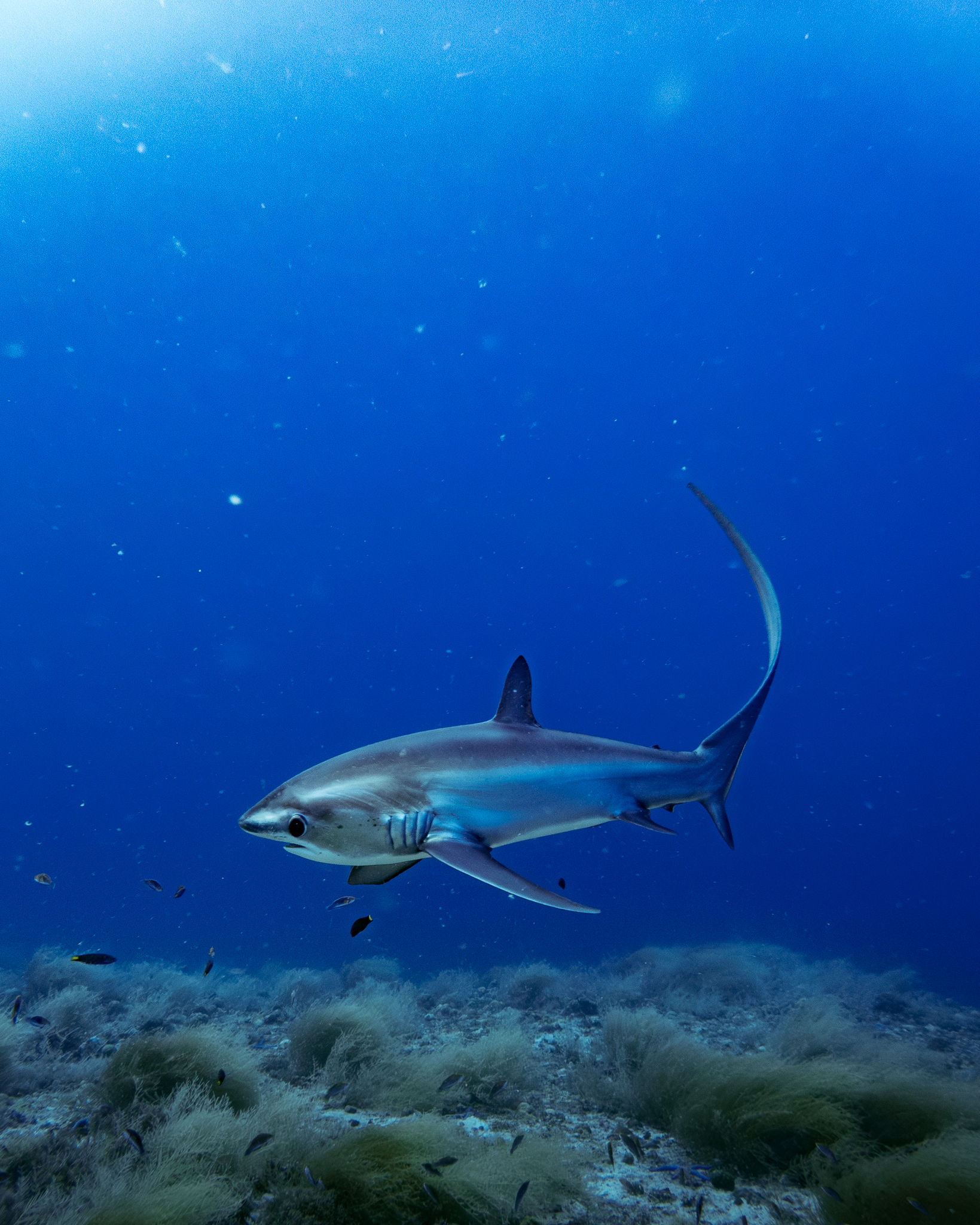 A pelagic thresher shark swimming over a seafloor, with its long upper tail fin curving upward.