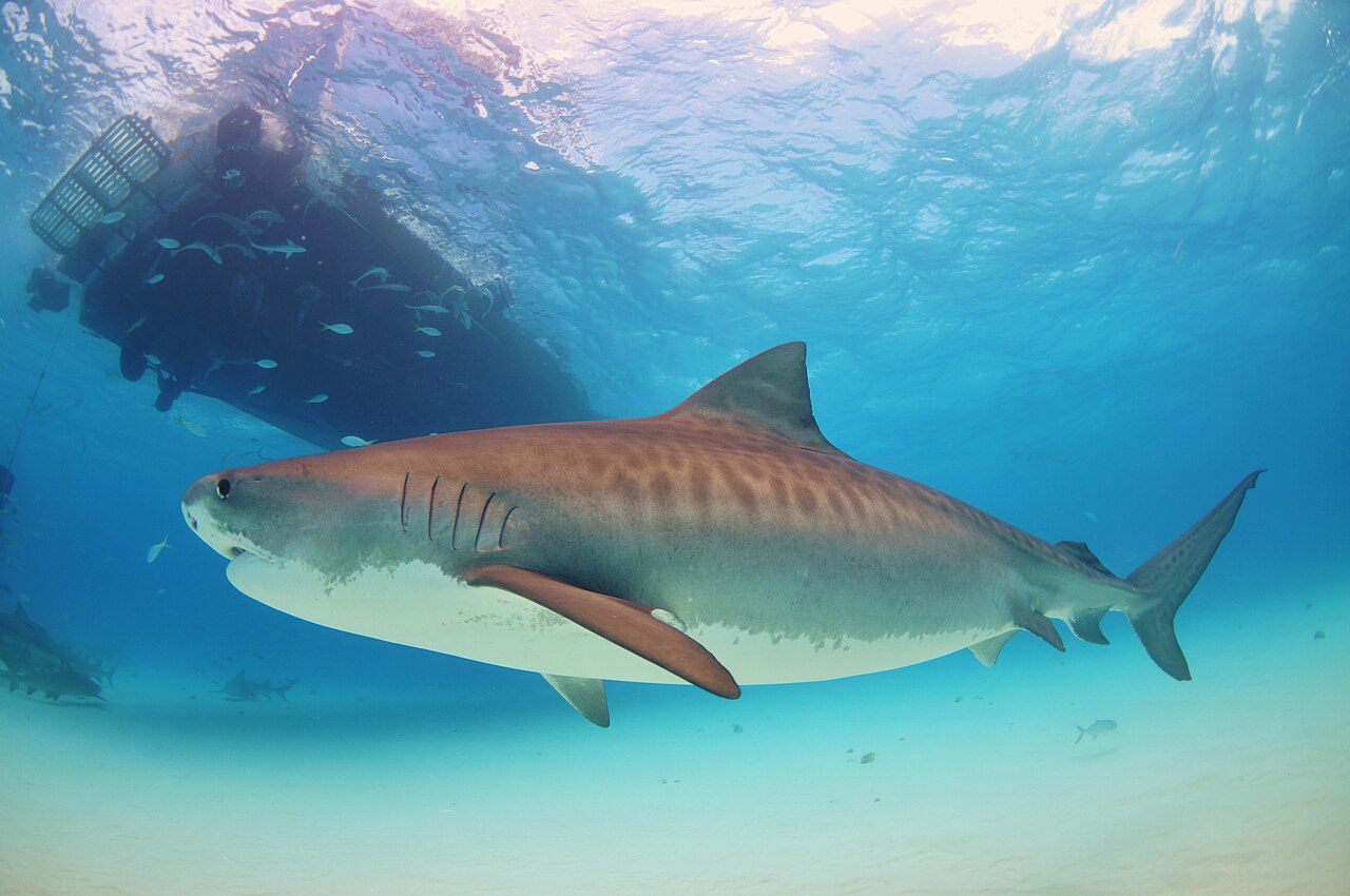 A tiger shark swimming over the seabed, with dark stripes along its body.