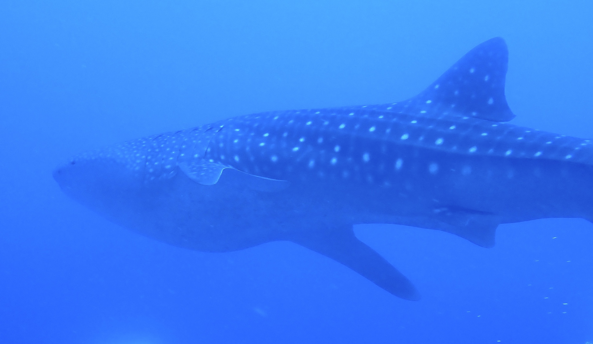 A whale shark seen from the side, with pale spots across its blue-gray body.